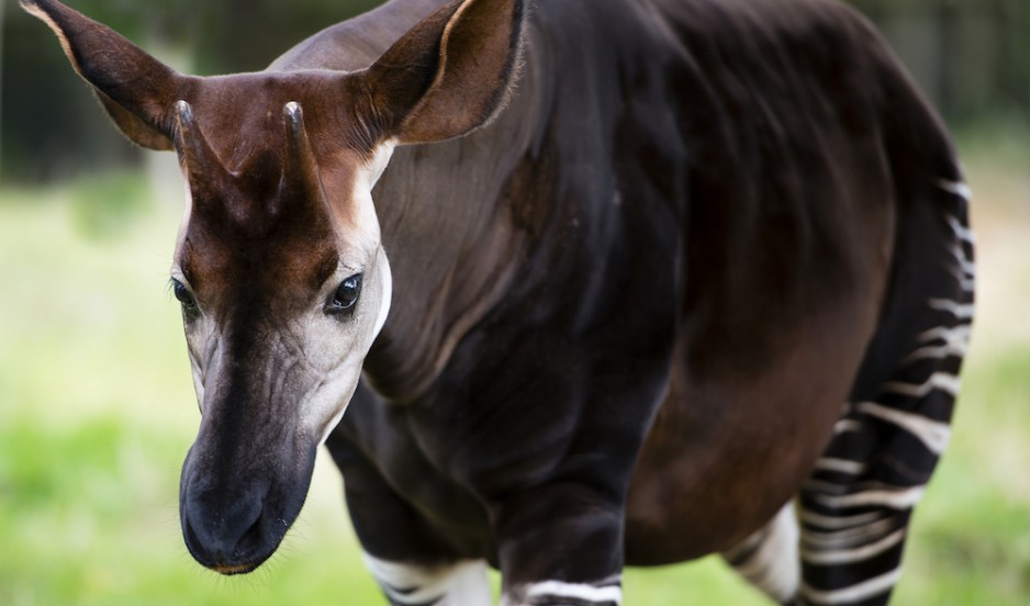 Okapi