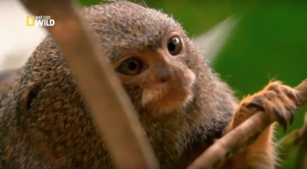 Los animales más ratos del mundo Los animales más ratos del mundo