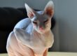 gatos-esfinge