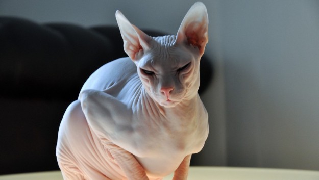 gatos-esfinge gatos-esfinge