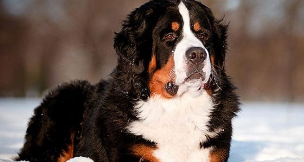 Boyero de Entlebuch Boyero de Entlebuch