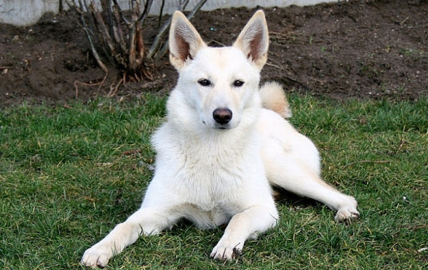 Canaan-perro Canaan-perro