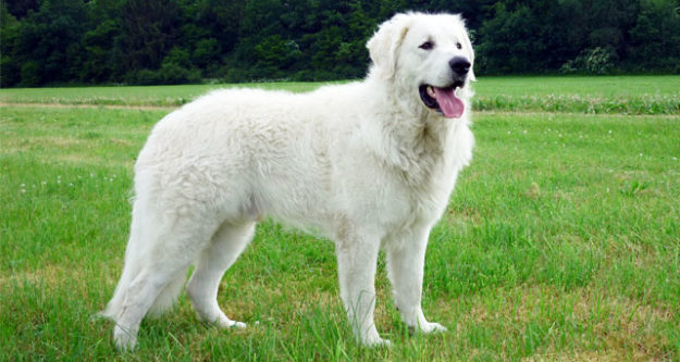 Kuvasz Kuvasz perro