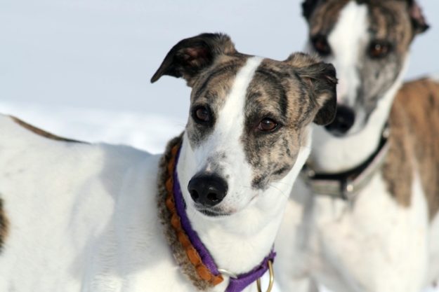 Lebrel Húngaro Lebrel Húngaro