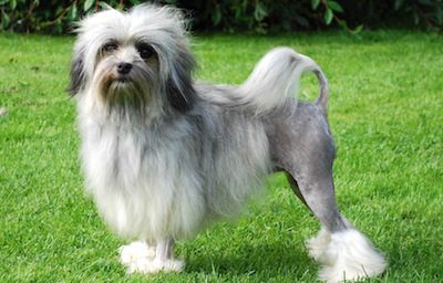 Lowchen Lowchen perro