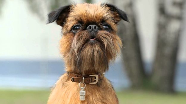 Pequeño Brabanzón Pequeño Brabanzón