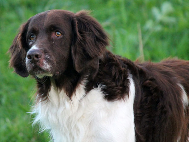 Perdiguero de Drente Perdiguero de Drente