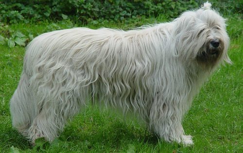 Perro Pastor de Rusia Meridional Perro Pastor de Rusia Meridional