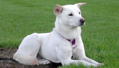 Perro de Chindo Perro de Chindo