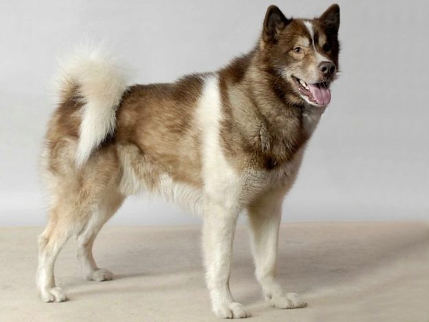 Perro de Groenlandia Perro de Groenlandia