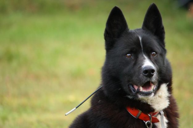 Perro-de-osos-de-Carelia Perro-de-osos-de-Carelia