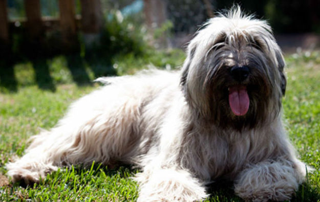 pastor catalan pastor catalan