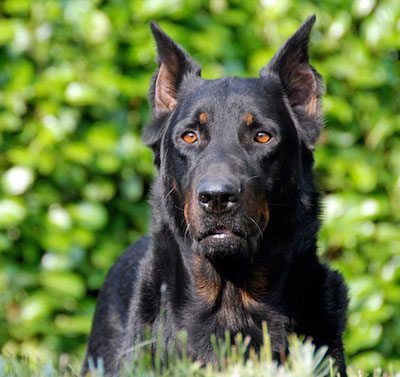 pastor de beauce pastor de beauce