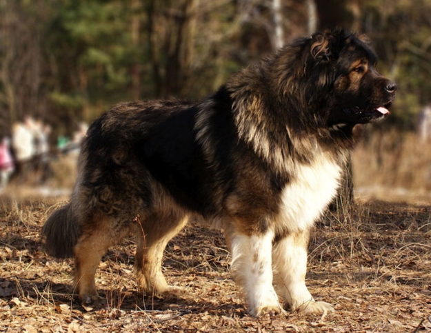 perro pastor caucaso perro pastor caucaso