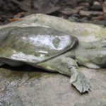 tortugas de caparazón blanco de Nueva Guinea