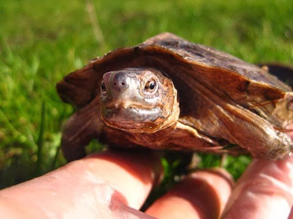 Giant Asian pond turtle