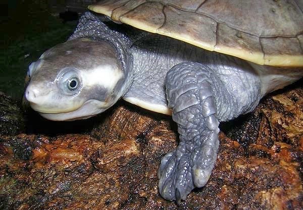 Krefft’s turtle (1)