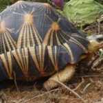 La tortuga estrellada de Madagascar