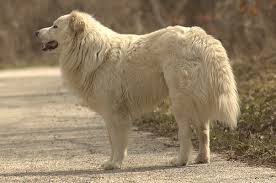 Perro Pastor Meremmano-Abruzzese
