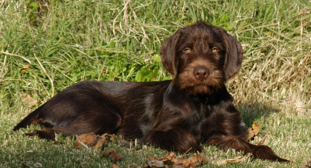 Pudelpointer – Wikifaunia, tu enciclopedia de animales