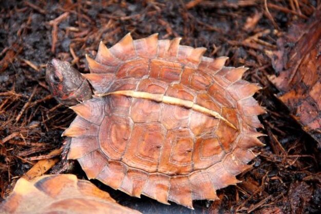 TortugaEspinosa(HemosemysSpinosa)