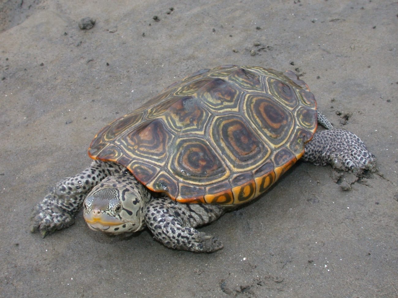 Черепаха бугорчатая черепаха