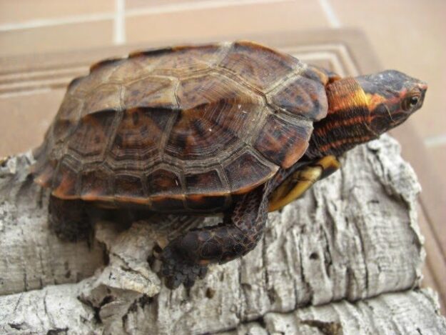 geoemyda-japonica-tortuga-japon