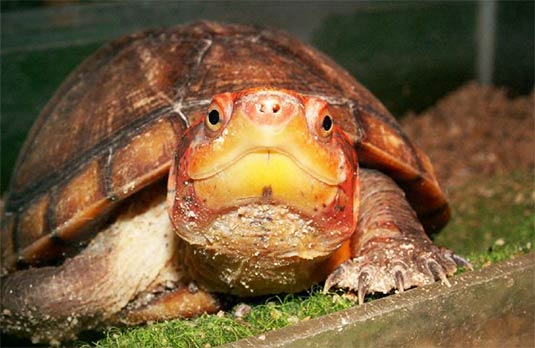 kinosternon-cruentatum-weibchen