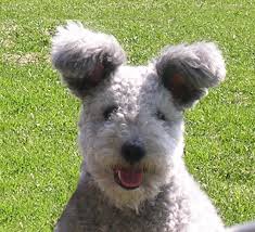 pumi