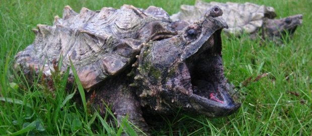 tortuga-mordedra