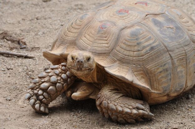 tortuga_de_espolones-petclic-variedades_de_tortugas2 (1)