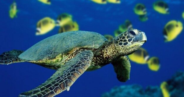tortugaverde-660×350