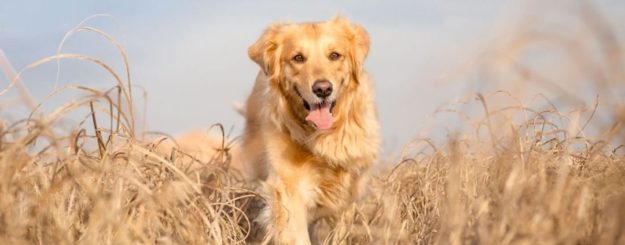 espigas-perro espigas-perro