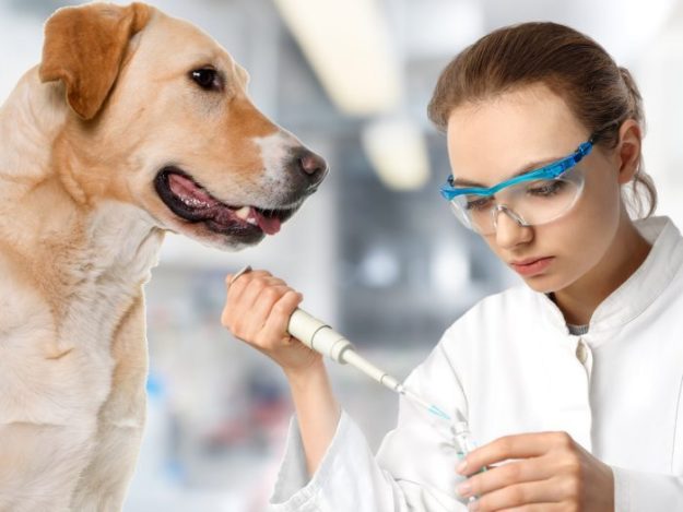 perro-enfermedad perro-enfermedad