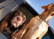 perros-en-el-coche